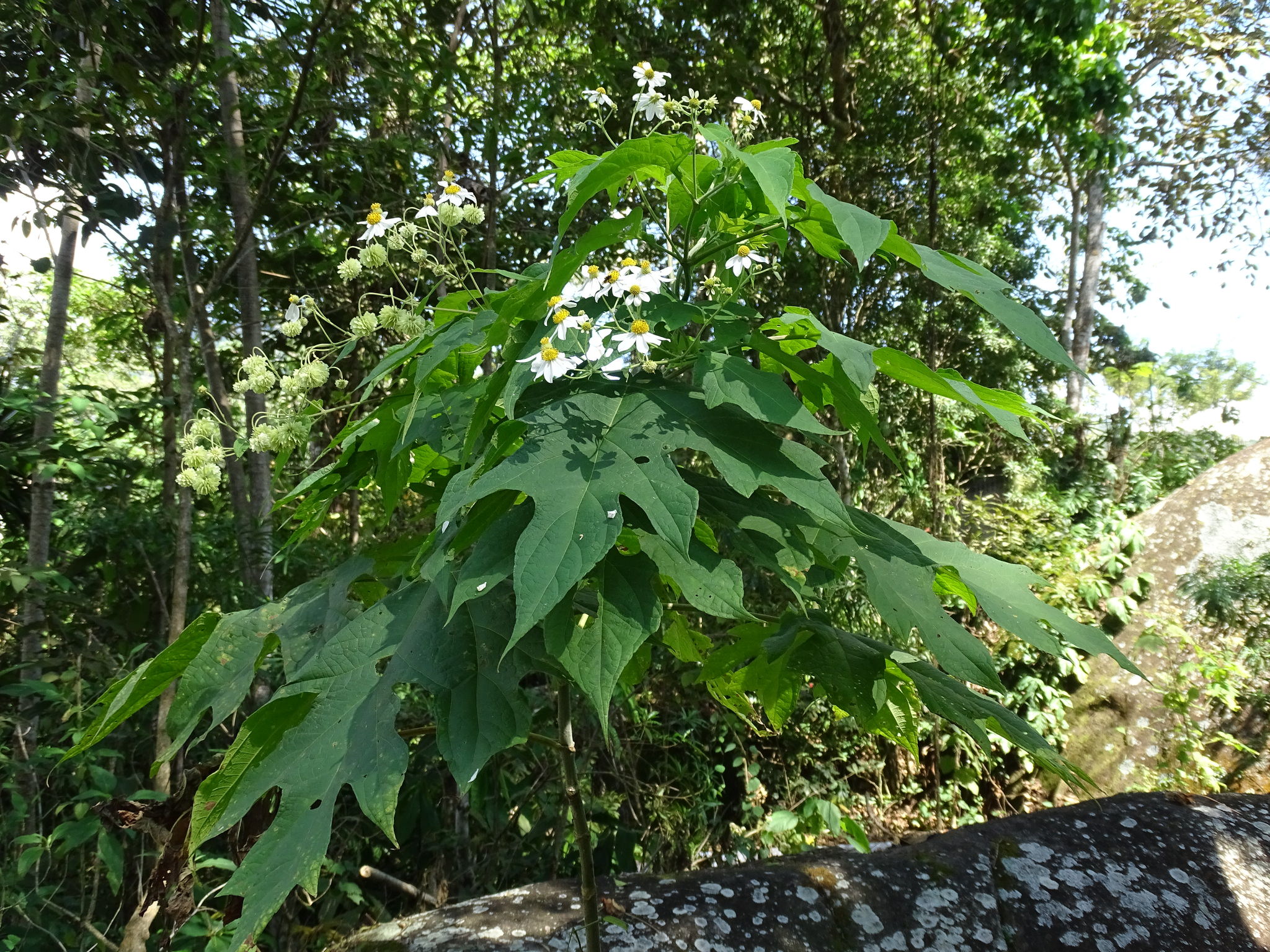 Montanoa hibiscifolia